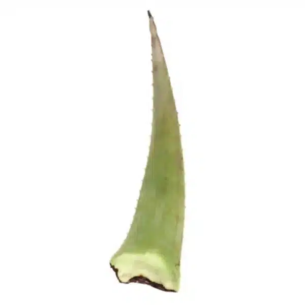 Organic Aloe Leaf