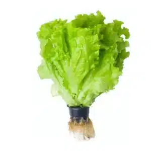 Organic Aquaponic Lettuce