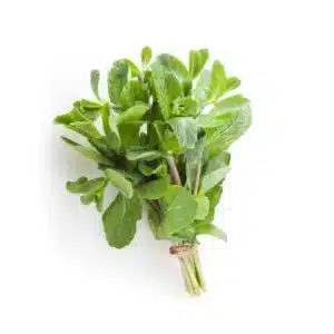 Menta Aquapònica Manat ECO