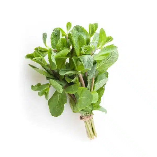 Organic Aquaponic Mint Bunch